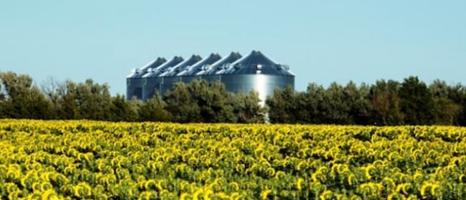 Производство на биогорива