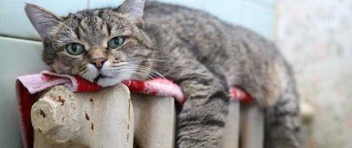 Tableaux des caractéristiques des radiateurs de chauffage